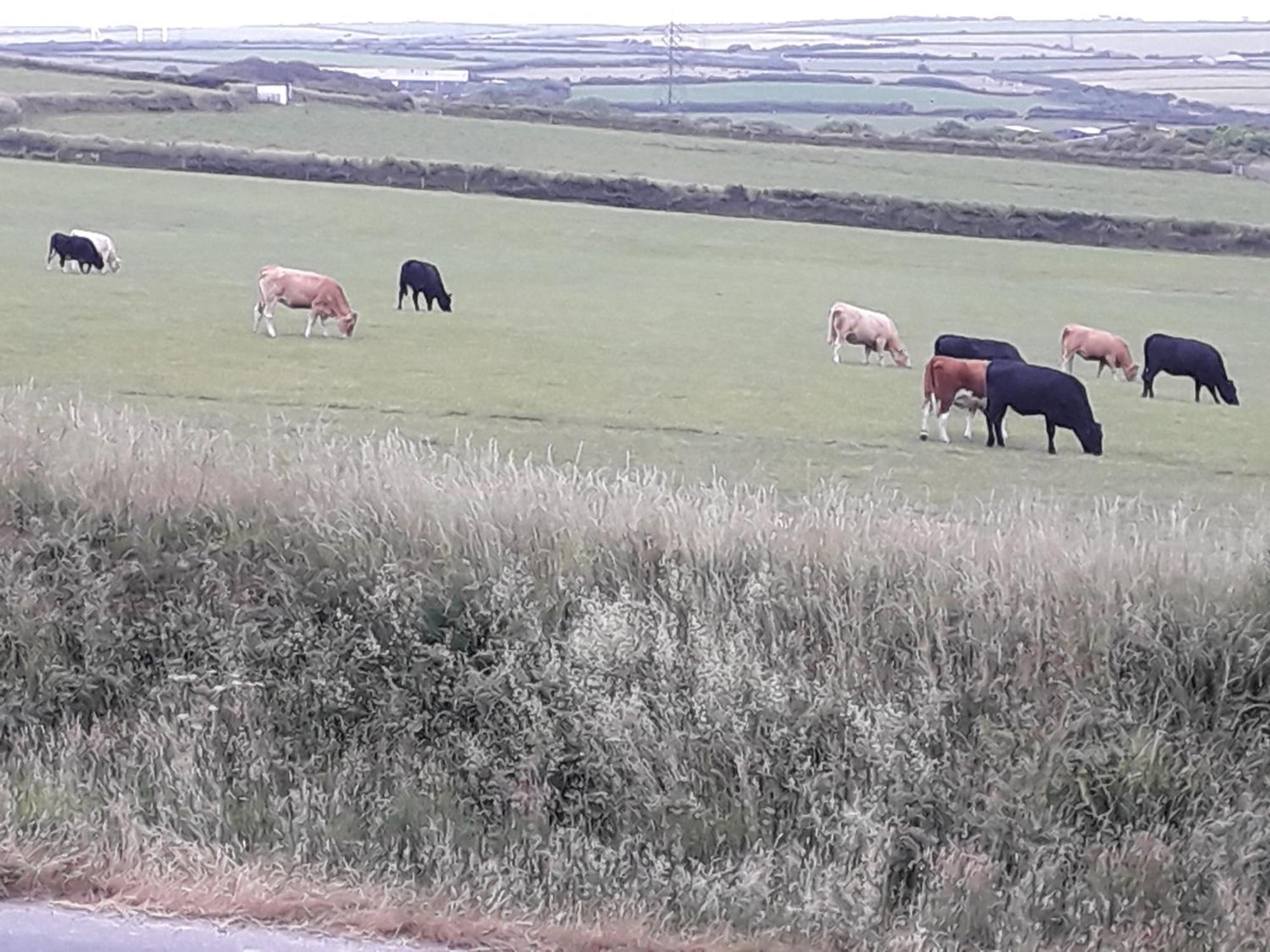 Melorne Farm Bed & Breakfast Camelford Luaran gambar